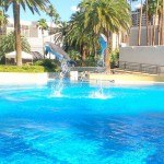 Family Trip To Vegas? Don’t forget to visit The Secret Garden and Dolphin Habitat at the Mirage