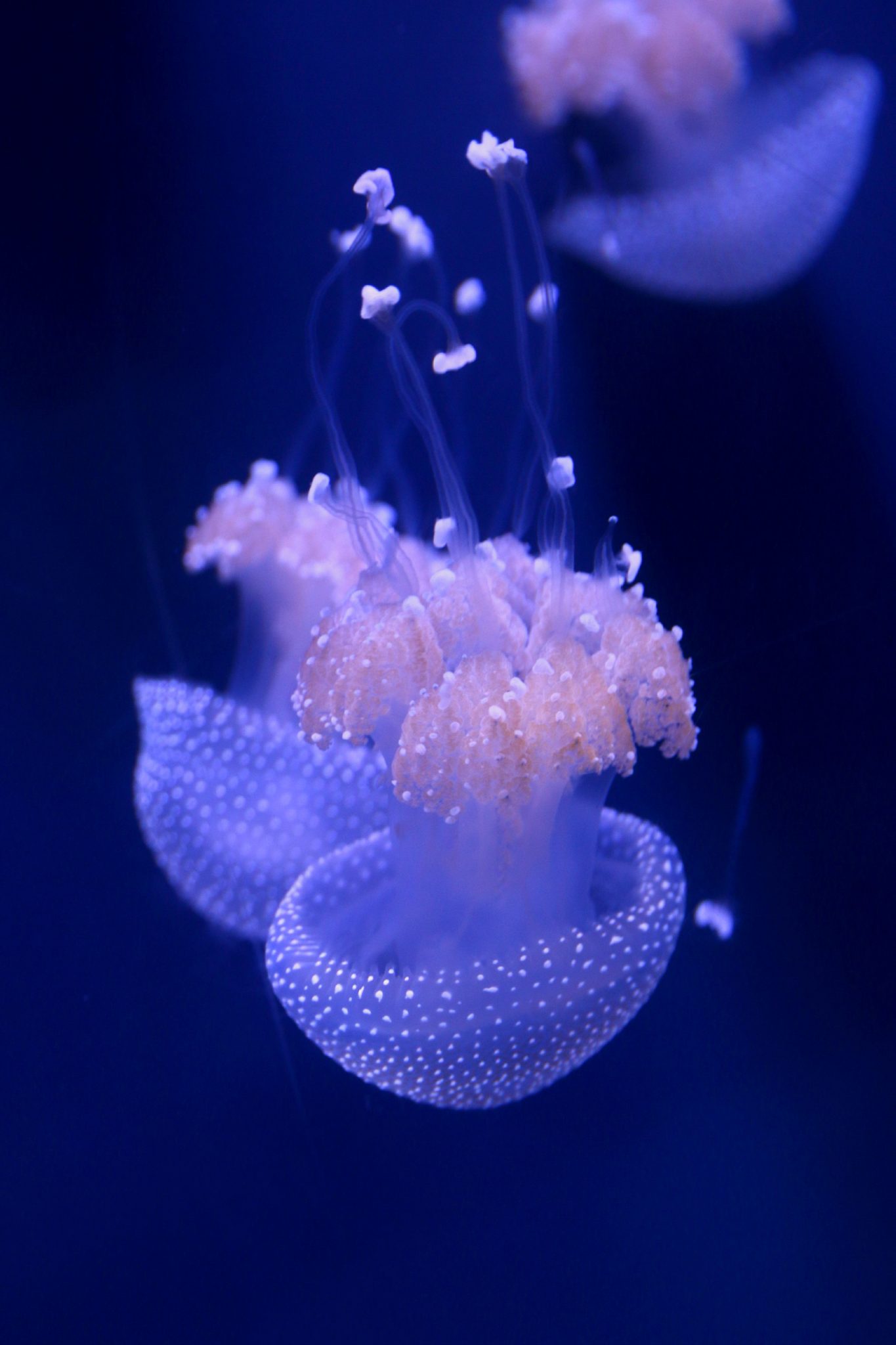 jellyfish aquarium It's a Lovely Life!