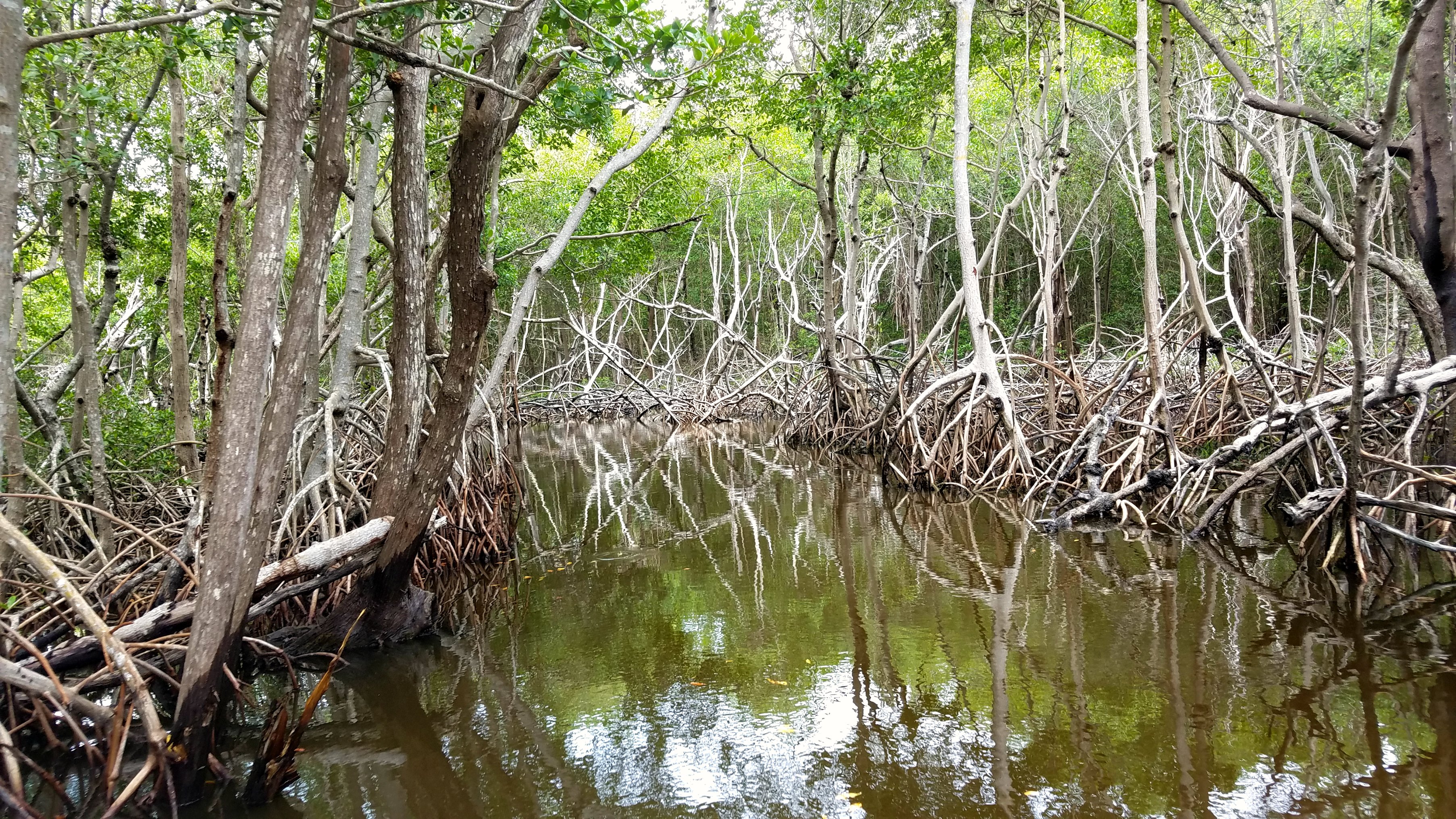 florida swamps