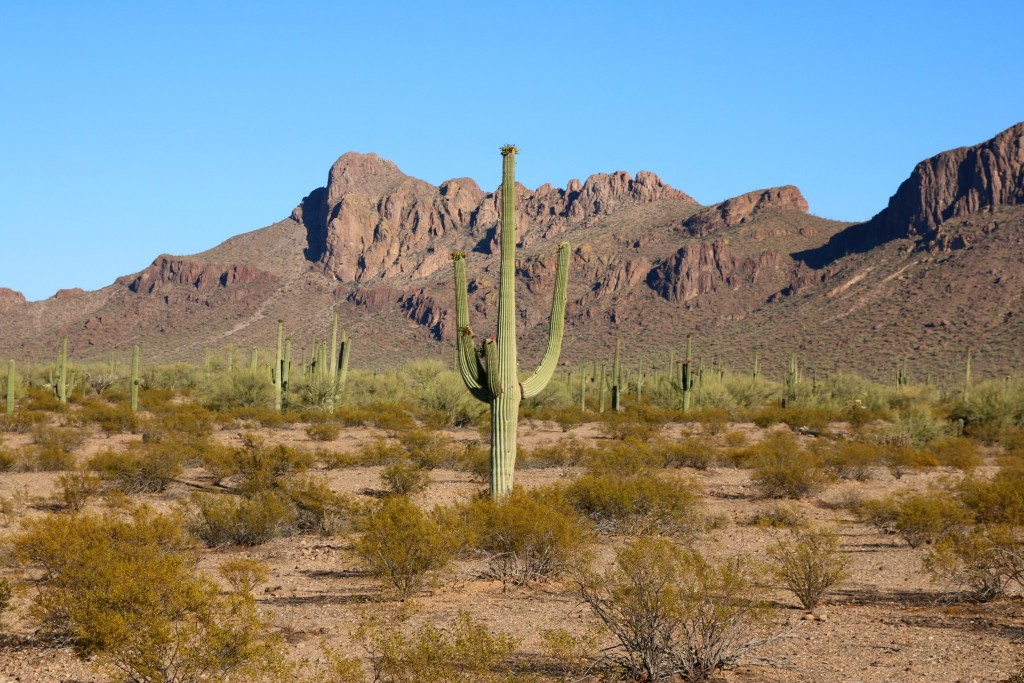 Family Dude Ranch Review: White Stallion Tucson Arizona | It's a Lovely ...