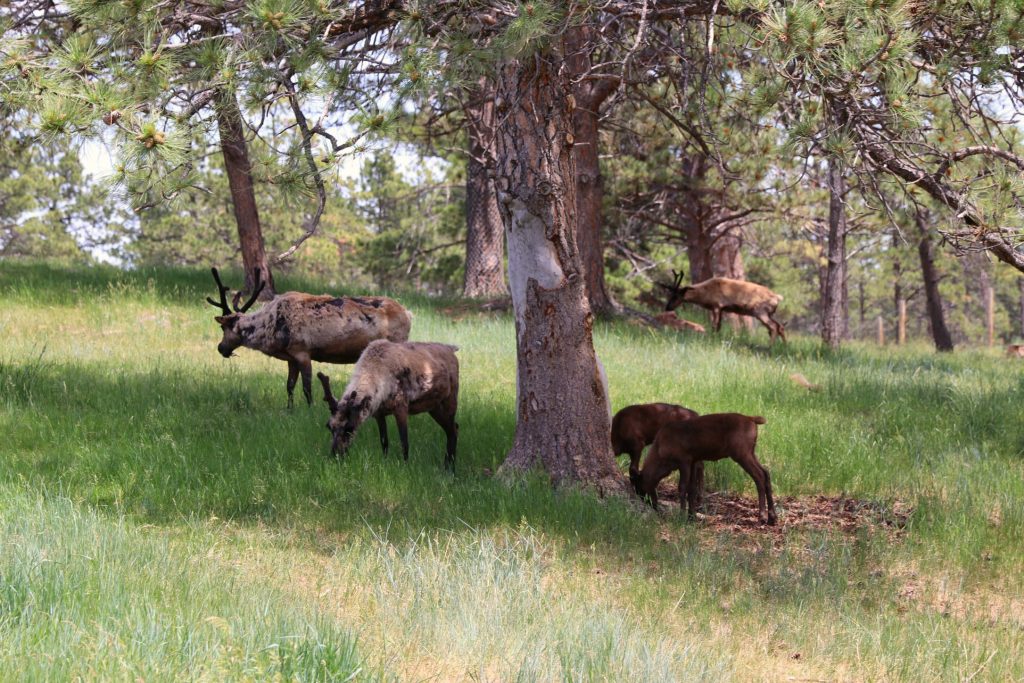 What To Do In Rapid City South Dakota With Kids Day 4 and 5 It's a